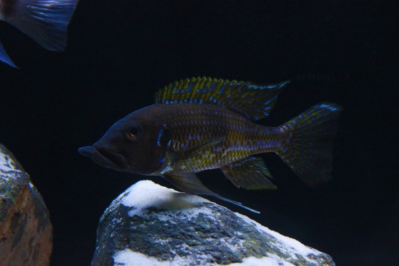 Gnathochromis permaxillaris 'Zambia'